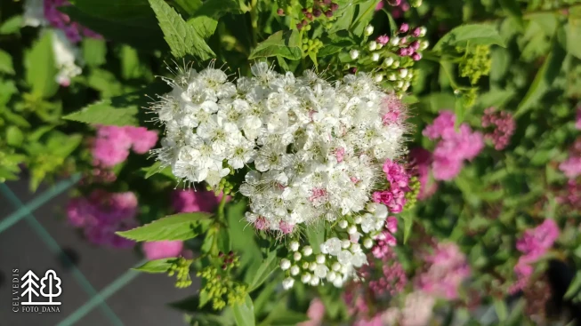 Spiraea japonica   'Genpei'
